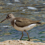 Common Sandpiper