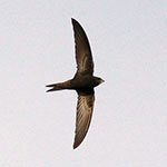 Common Swift