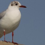 Chroicocephalus ridibundus