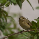 Phylloscopus collybita