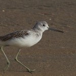 Tringa nebularia