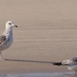 Common Gull