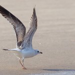 Common Gull