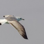 Common Gull