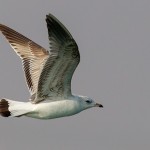 Common Gull