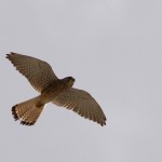 Common KeCommon Kestrelstrel - Falco tinnunculus