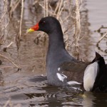 Common Moorhen