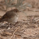 Common Nightingale