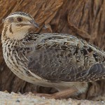 Common Quail
