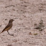 Phoenicurus phoenicurus