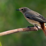 Phoenicurus phoenicurus