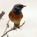 Phoenicurus phoenicurus