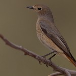 Phoenicurus phoenicurus