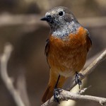 Phoenicurus phoenicurus