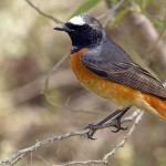 Phoenicurus phoenicurus