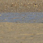 Common Ringed Plover - Charadrius hiaticula