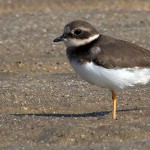 Common Ringed Plover - Charadrius hiaticula