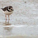 Common Ringed Plover - Charadrius hiaticula