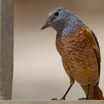 Common Rock Thrush