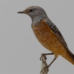 Common Rock Thrush
