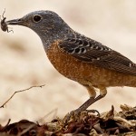 Common Rock Thrush