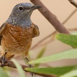 Common Rock Thrush 