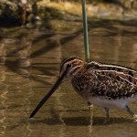 Common Snipe