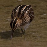 Common Snipe