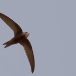 Common Swift
