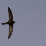 Common Swift