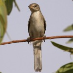 Common Whitethroat