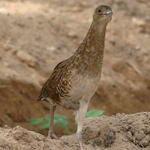 Corn Crake