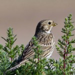 Emberiza calandra