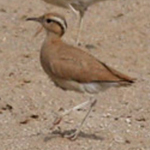 Cream-coloured Courser - Cursorius cursor