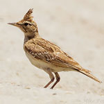 Galerida cristata