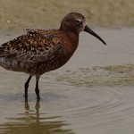 Curlew Sandpiper