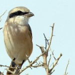 Lanius isabellinus
