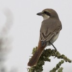 Lanius isabellinus