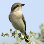 Lanius isabellinus
