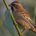 Dead Sea Sparrow 