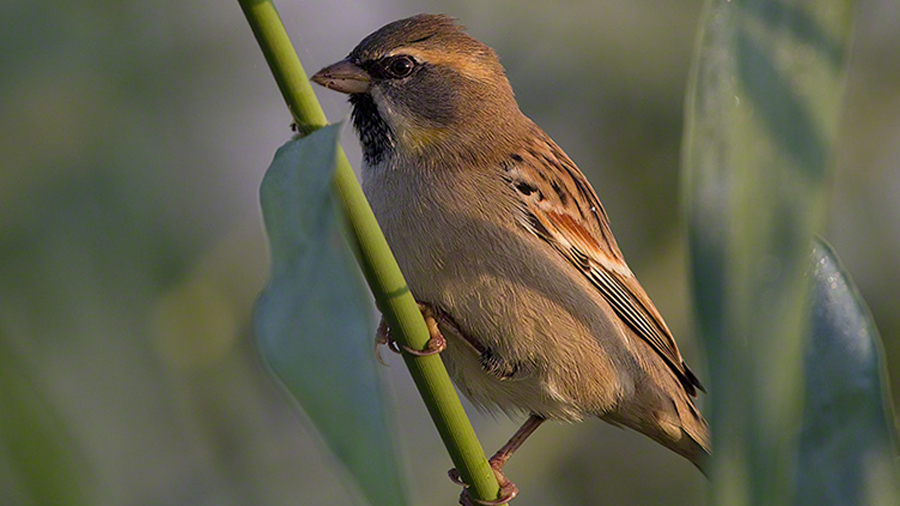 Dead Sea Sparrow Sabah Al Ahmad Sea City, Fawaz Al Marzouq, Real