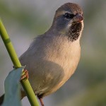 Dead Sea Sparrow