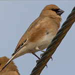 Desert Finch