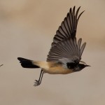 Oenanthe deserti