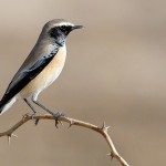 Oenanthe deserti