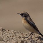 Oenanthe deserti