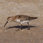 Dunlin - Calidris alpina