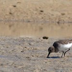 Dunlin - Calidris alpina