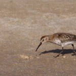 Dunlin - Calidris alpina