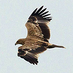 Eastern Imperial Eagle